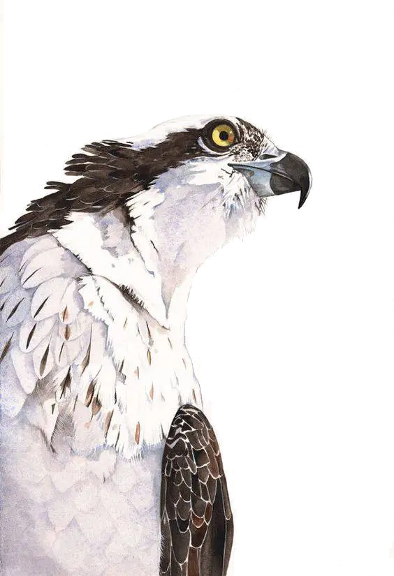 Detailed Illustration of a Bird