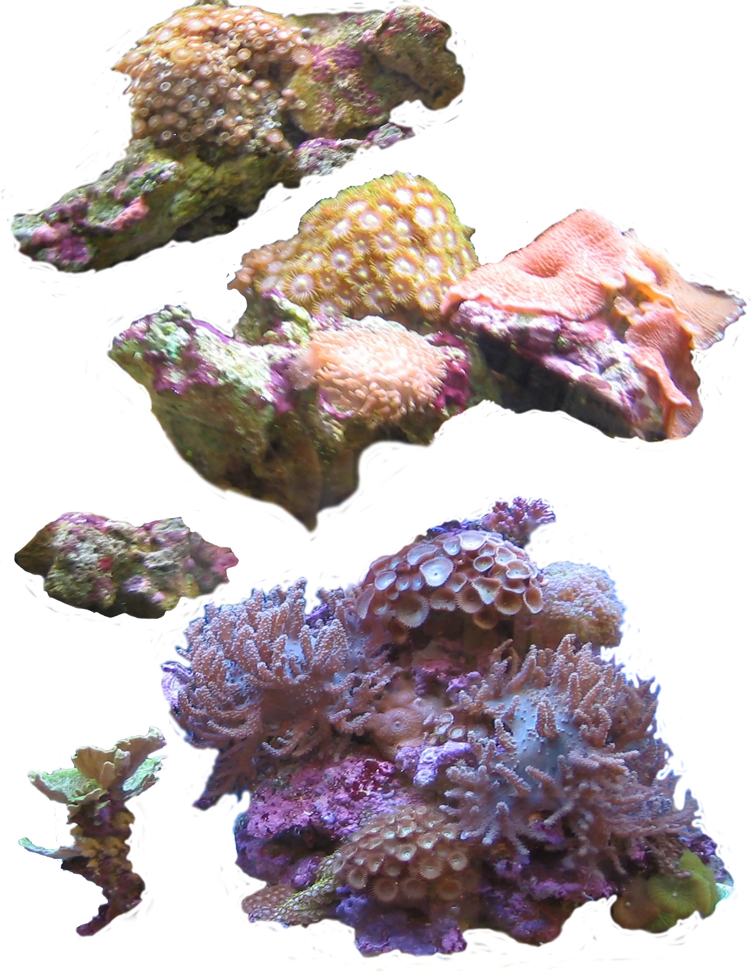 Colorful Coral Reef