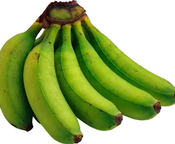 Bunch of Fresh Green Bananas