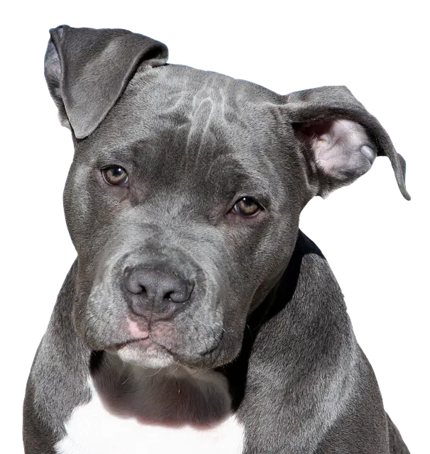 Gray Dog with Curious Look