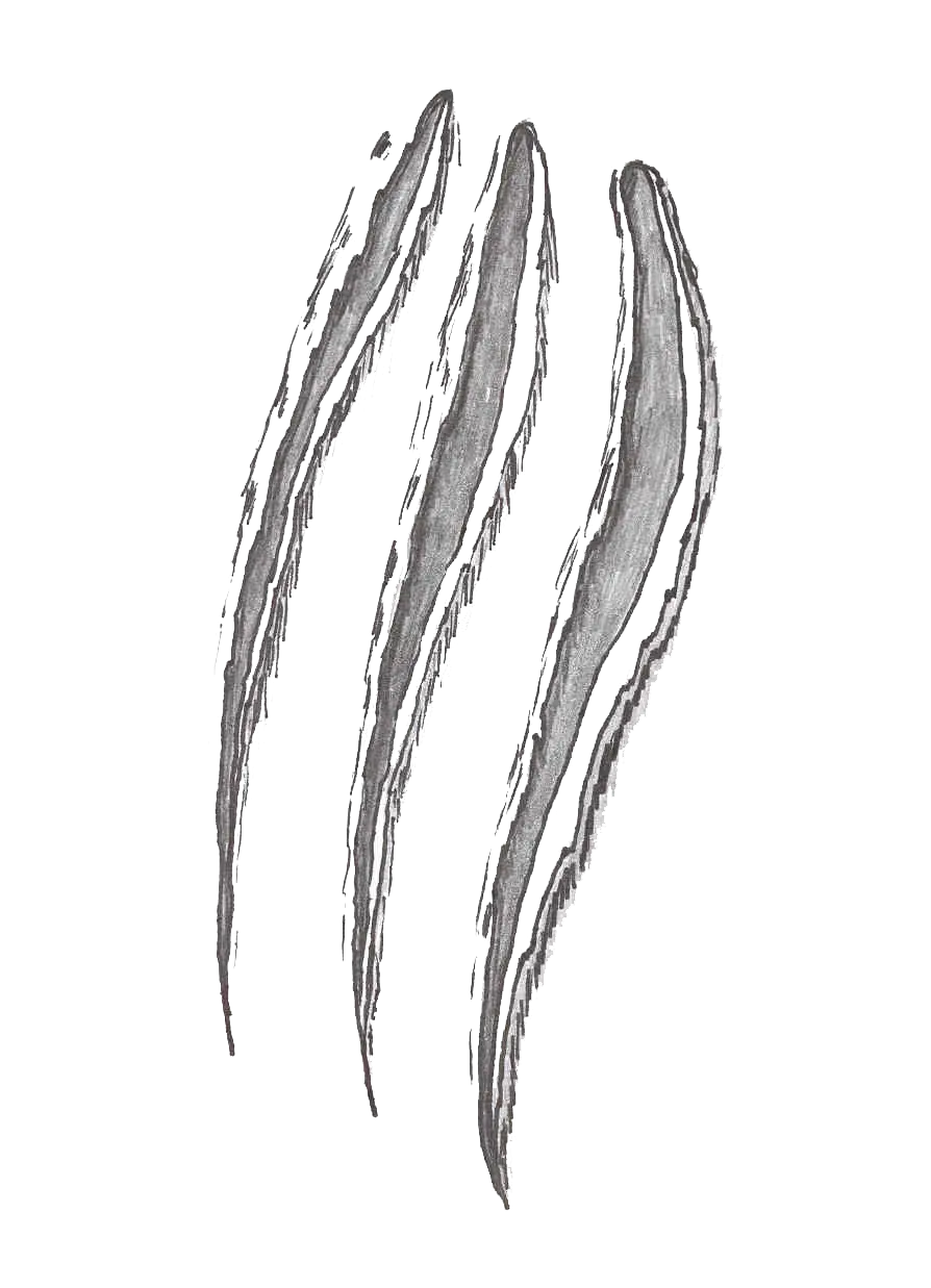 Claw Marks Scratch