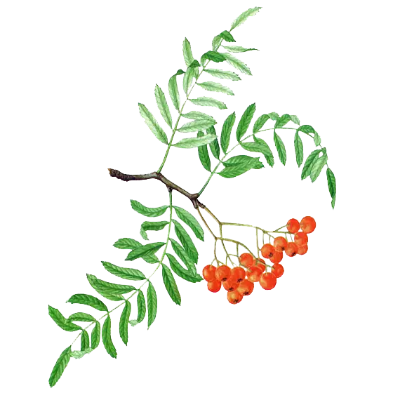 Branch with Leaves and Orange Berries Botanical Illustration