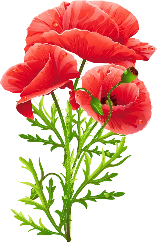 Red Poppy Flower Illustration