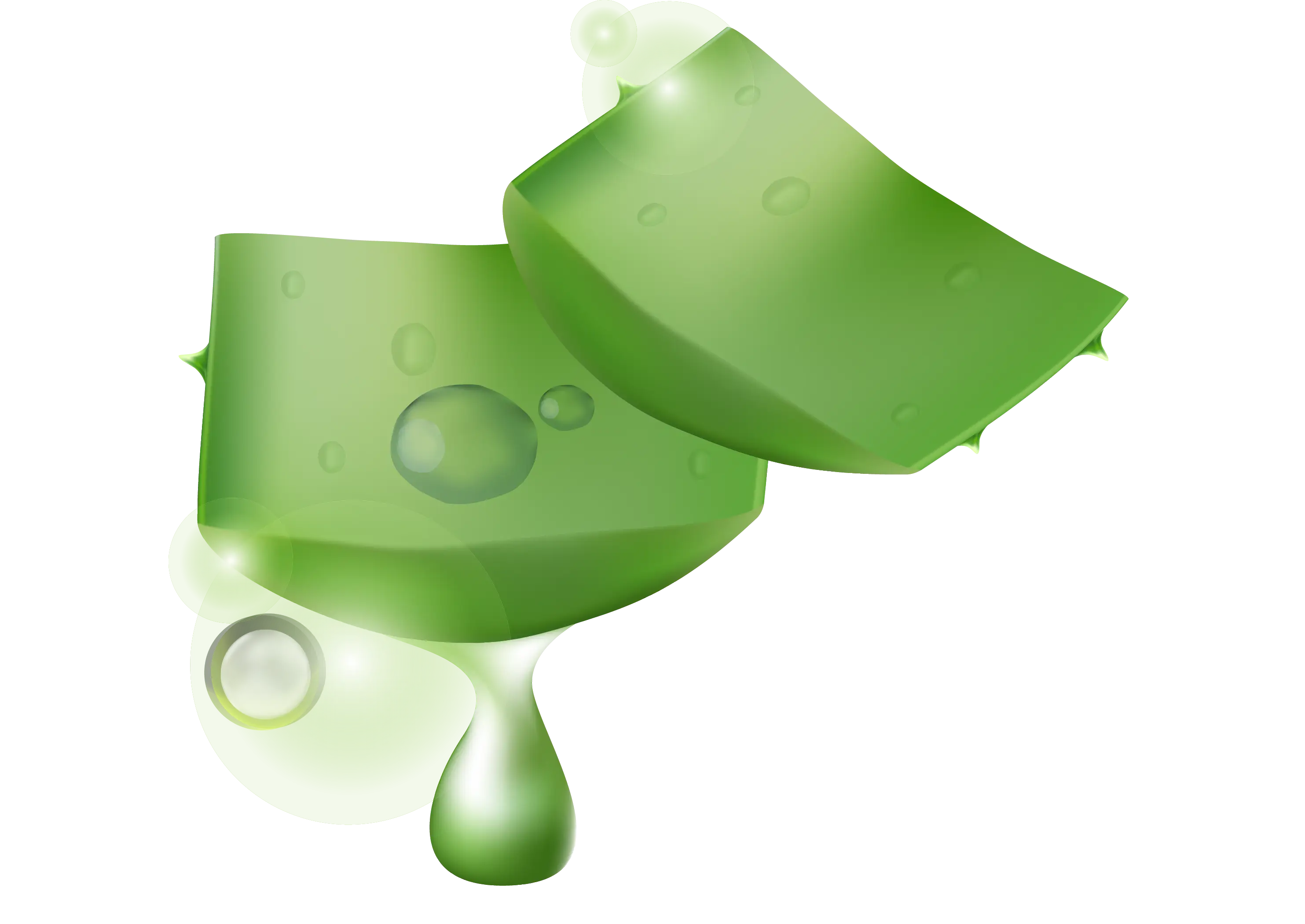 Aloe Vera Plant with Gel