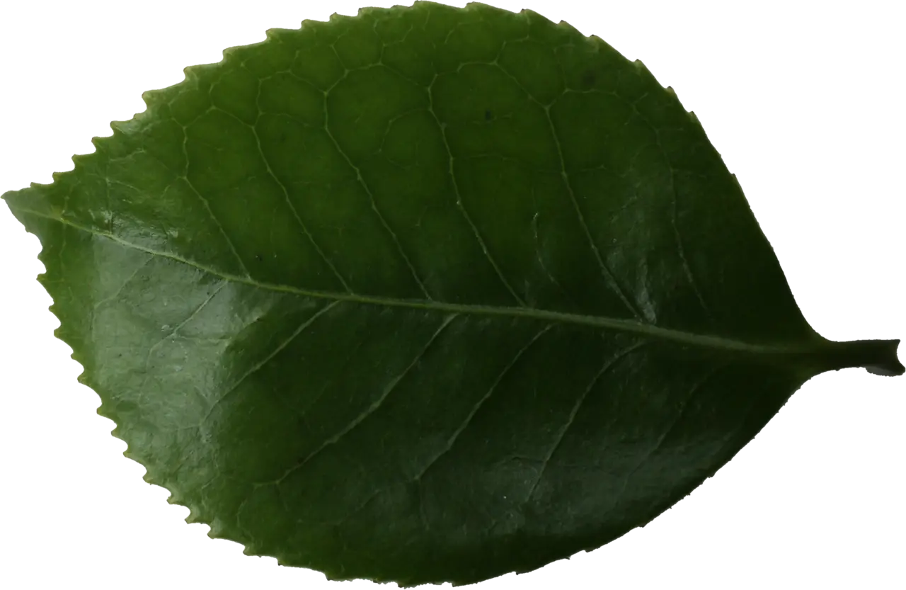 Close-Up of a Green Leaf with Natural Texture