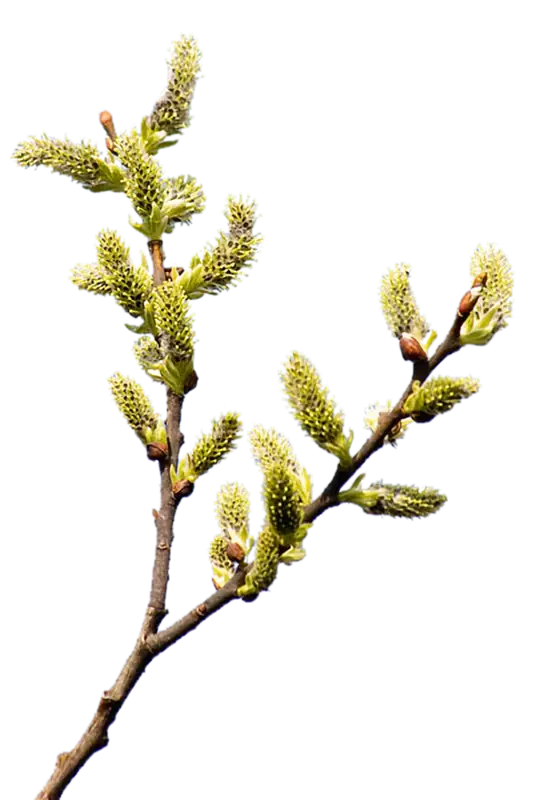 Budding Tree Branch with Small Green Leaves