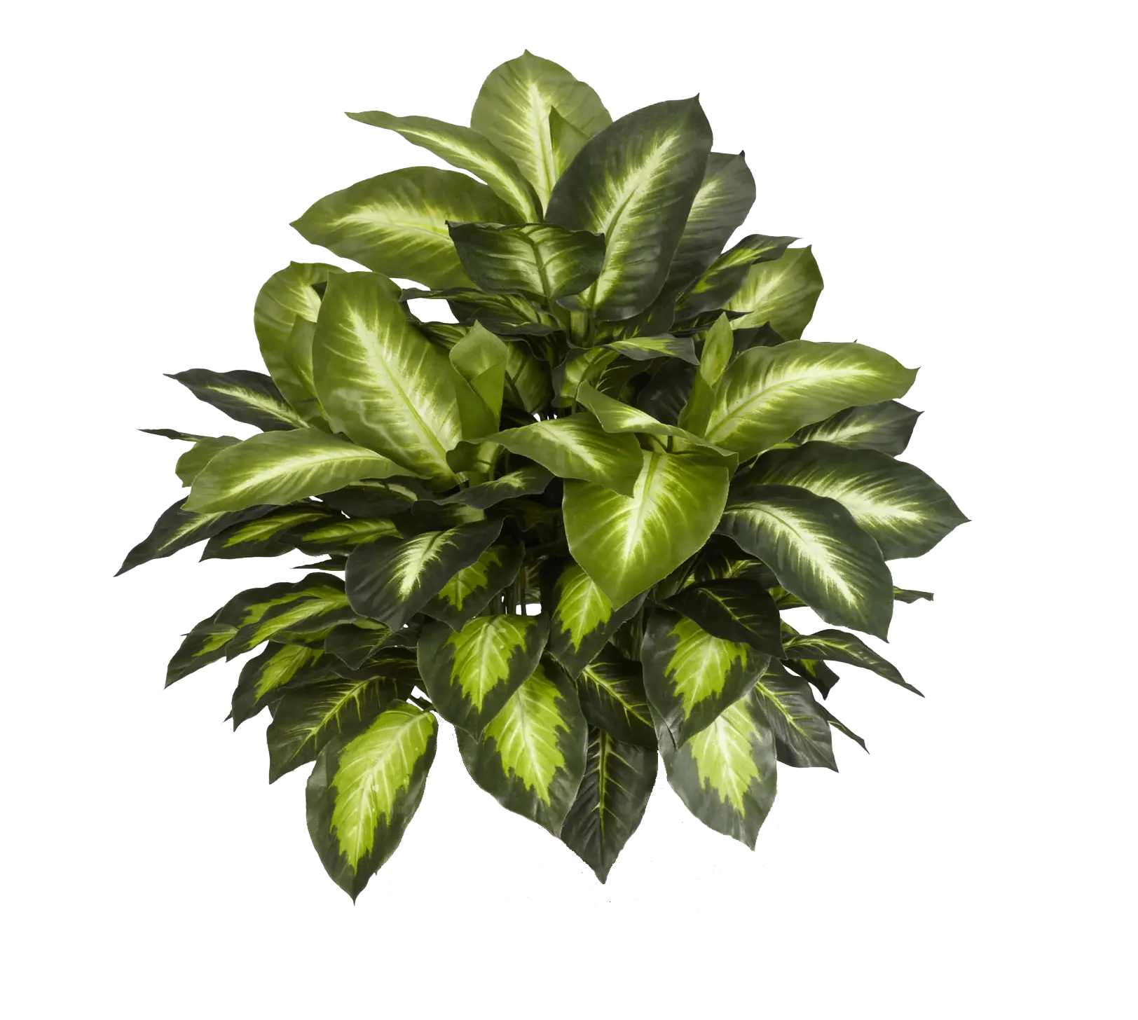 Green Leafy Plant for Decoration