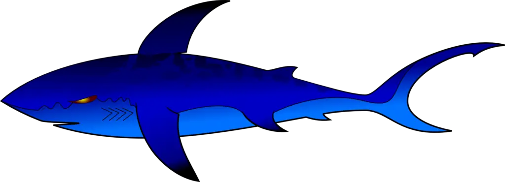 Blue Shark Illustration for Marine Life Concept