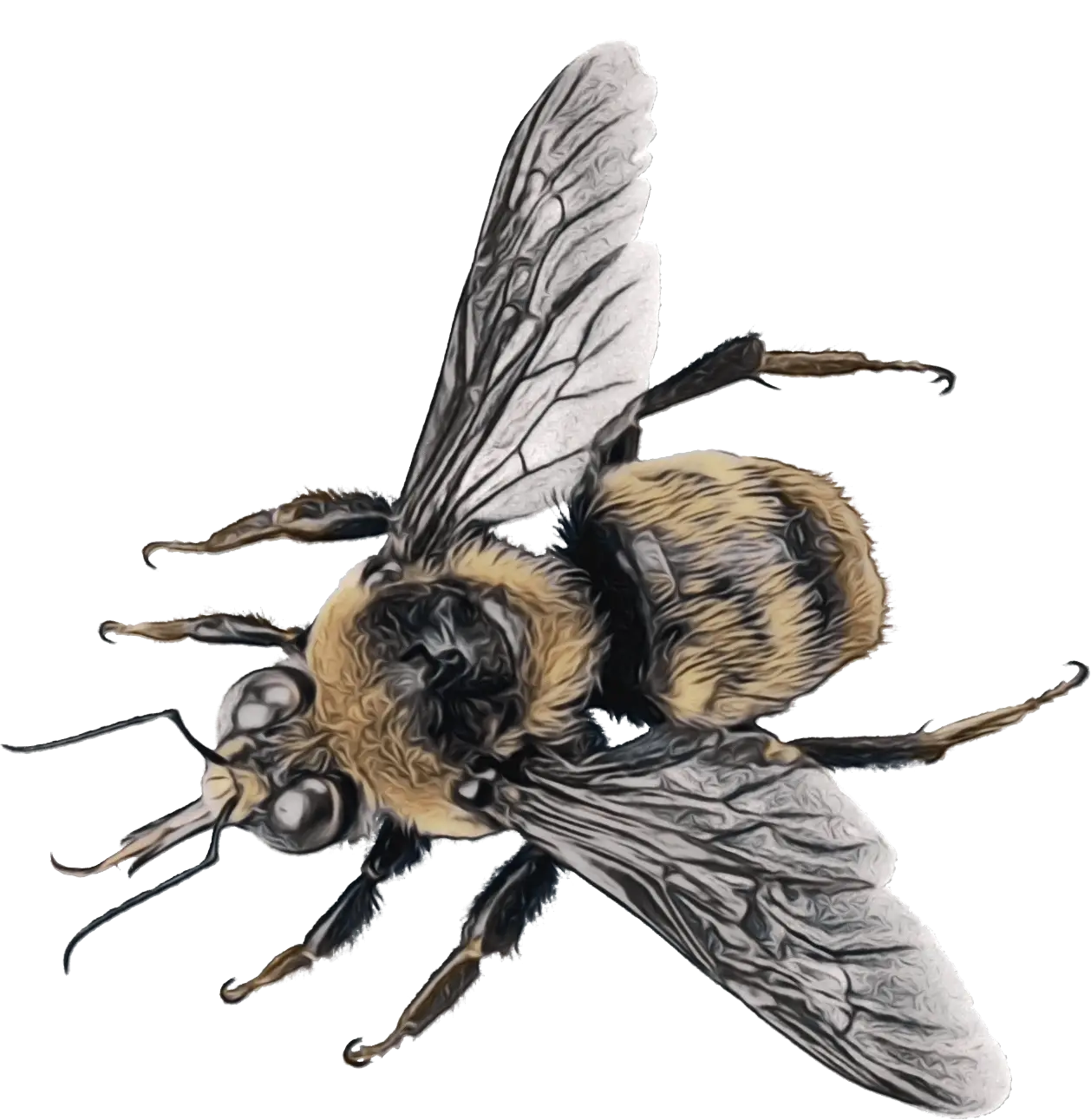 Realistic Bee Illustration