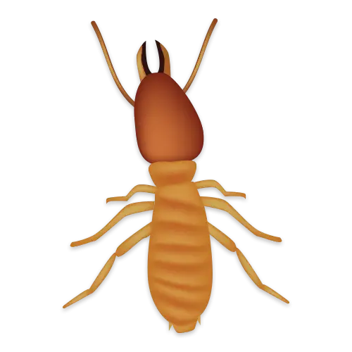 Detailed Termite Illustration