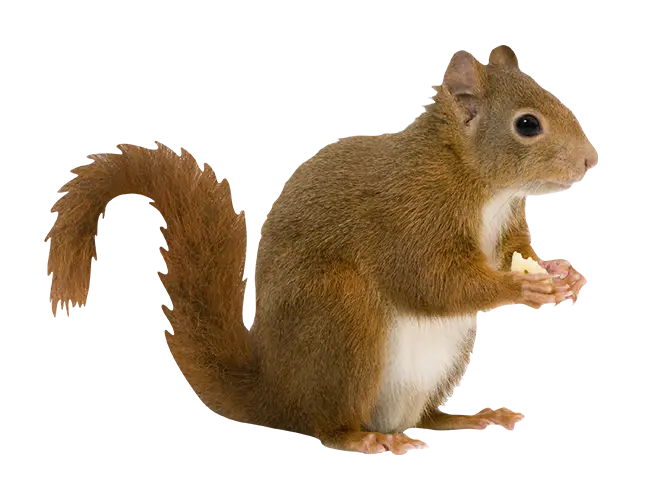 Red Squirrel Eating