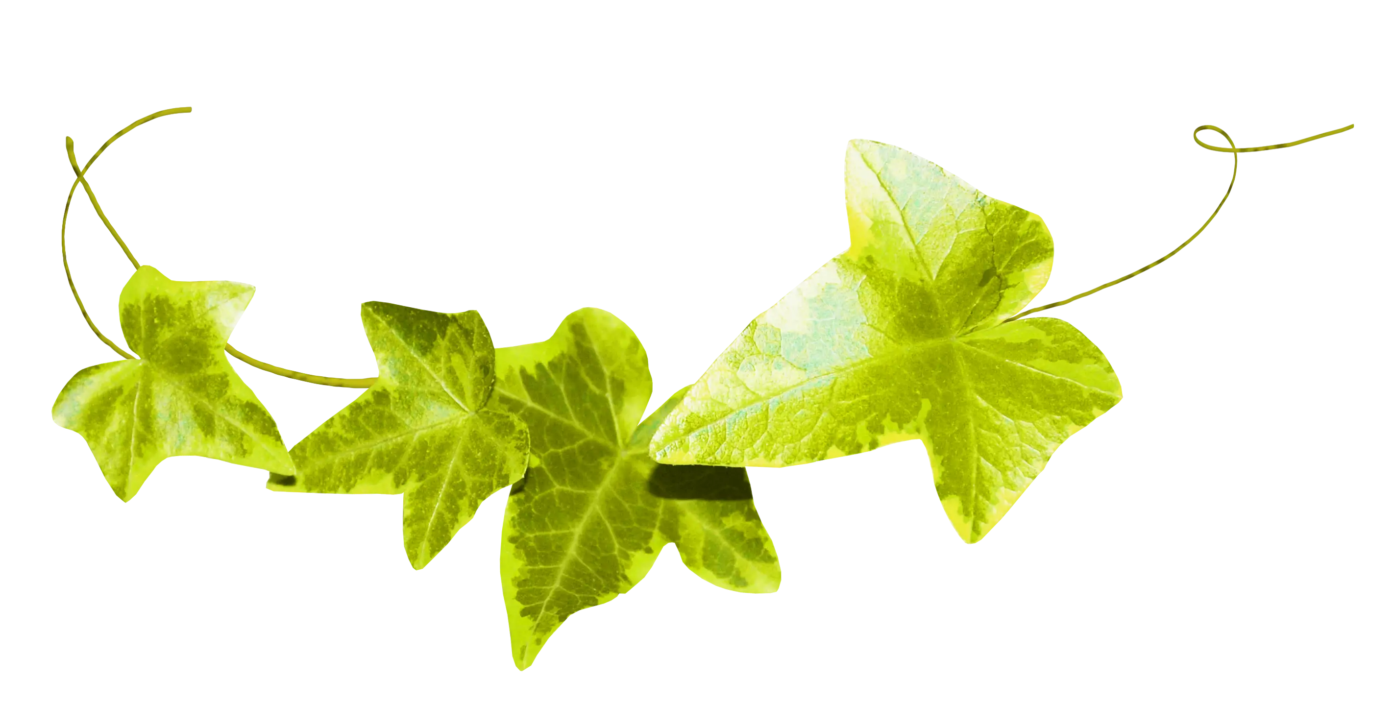 Green Ivy Leaves Decoration