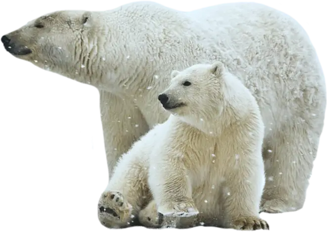 Polar Bears in Snow