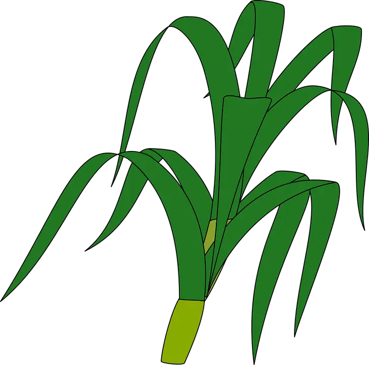 Green Sugarcane Plant Illustration