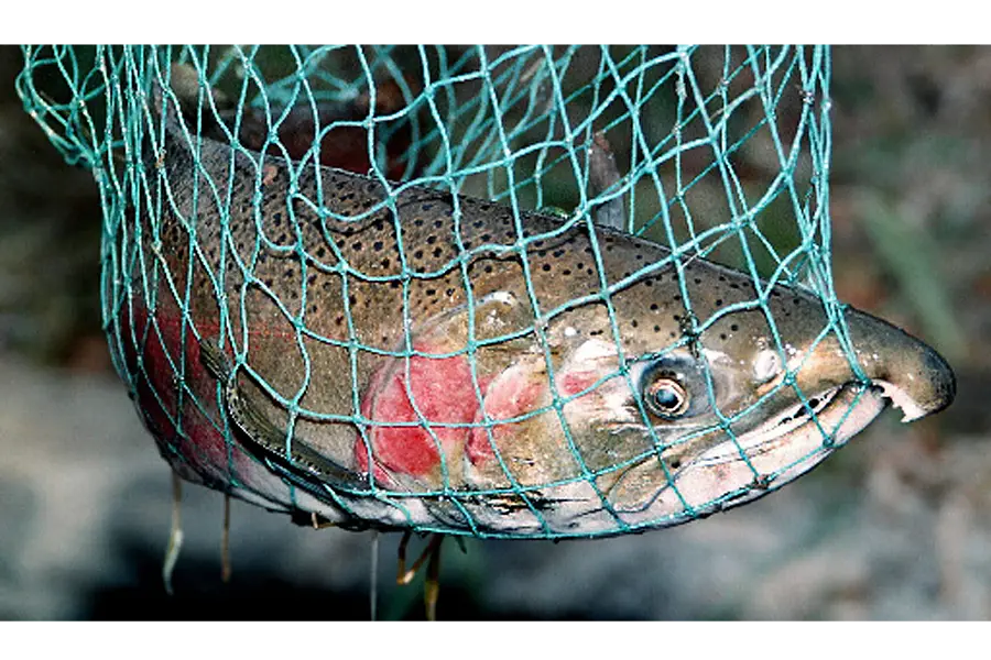 Fish Caught in a Net