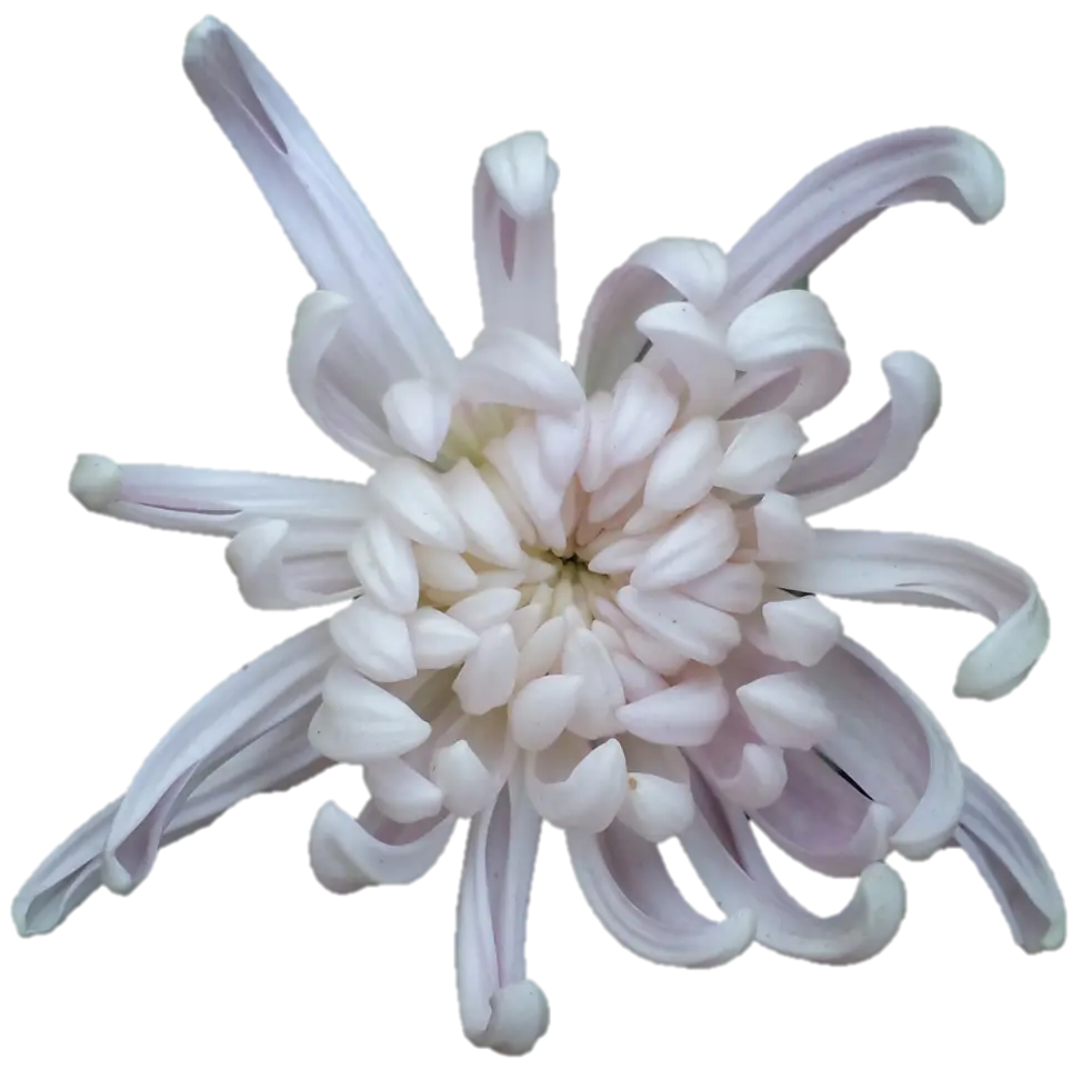 White Chrysanthemum in Full Bloom