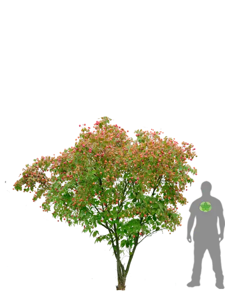 Decorative Green Tree with Flowering Blossoms