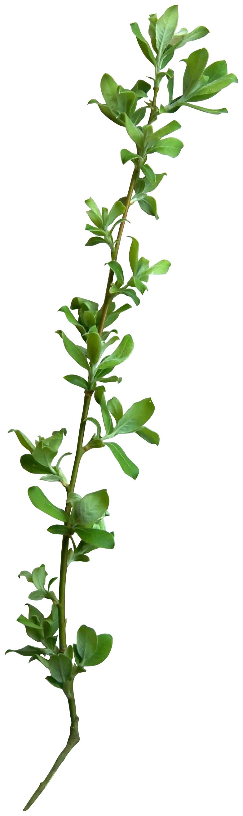 Green Plant Stem