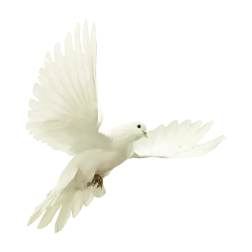 White Dove with Wings Spread in Flight