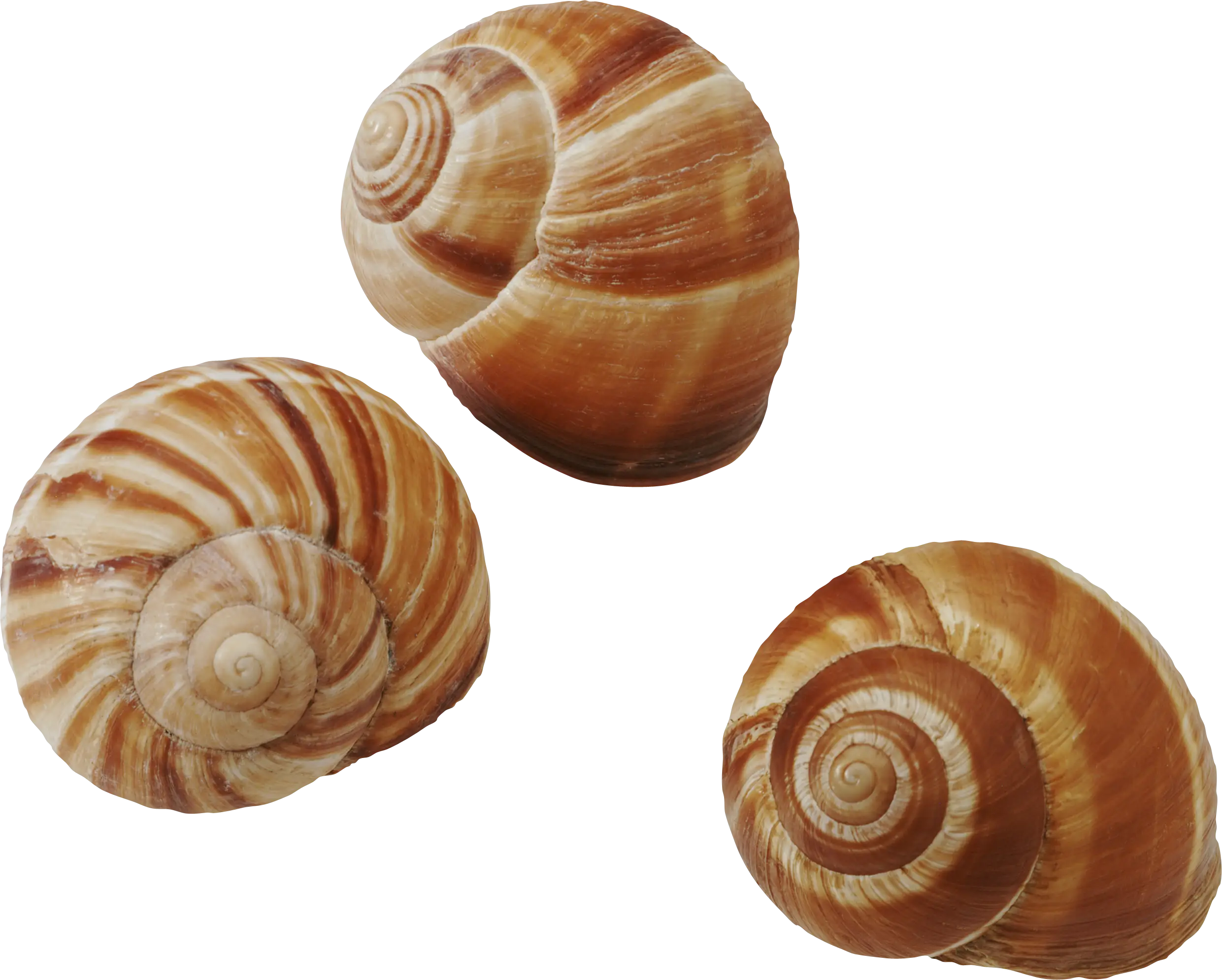 Three Brown Snail Shells