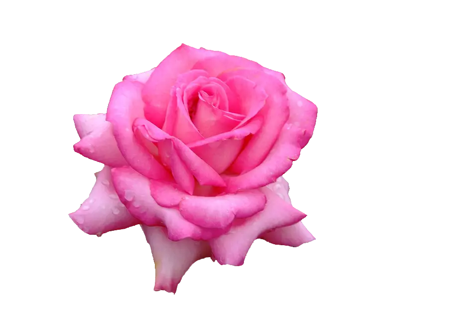 Pink Rose Flower with Delicate Petals