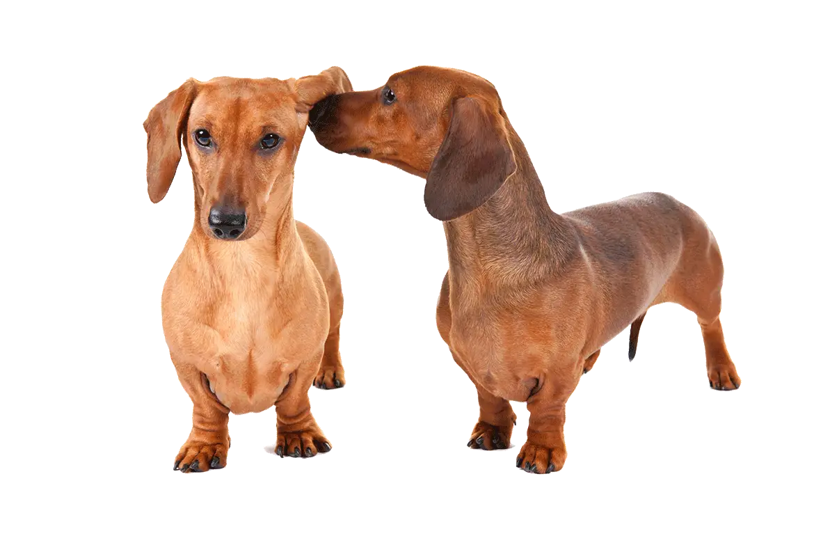 Two Cute Dachshunds