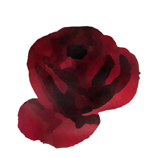 Romantic Red Watercolor Rose Illustration