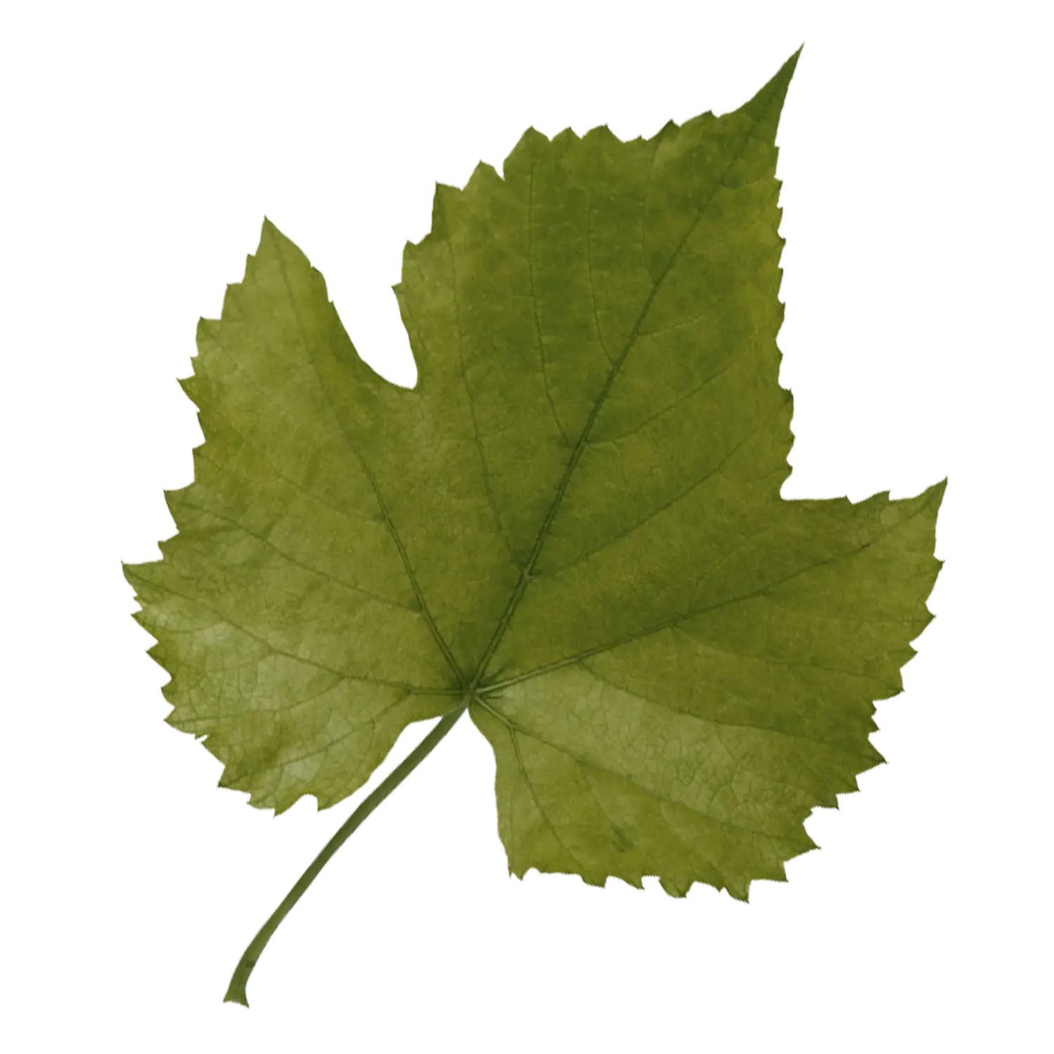 Vibrant Green Leaf Illustration