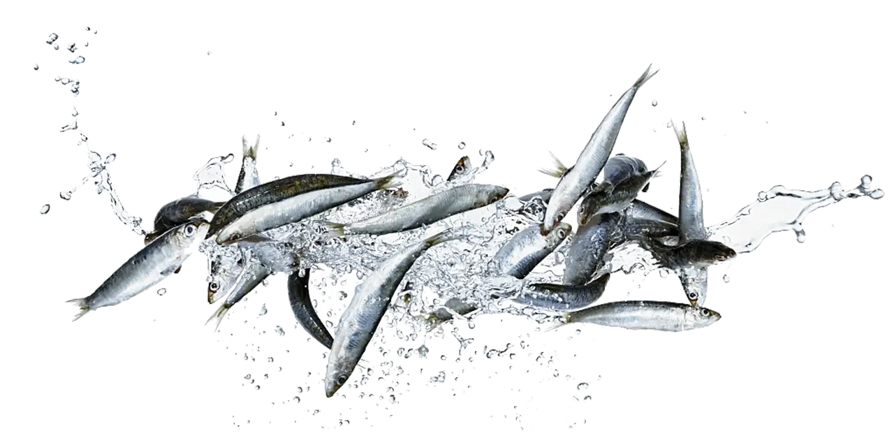 School of Fish in Water