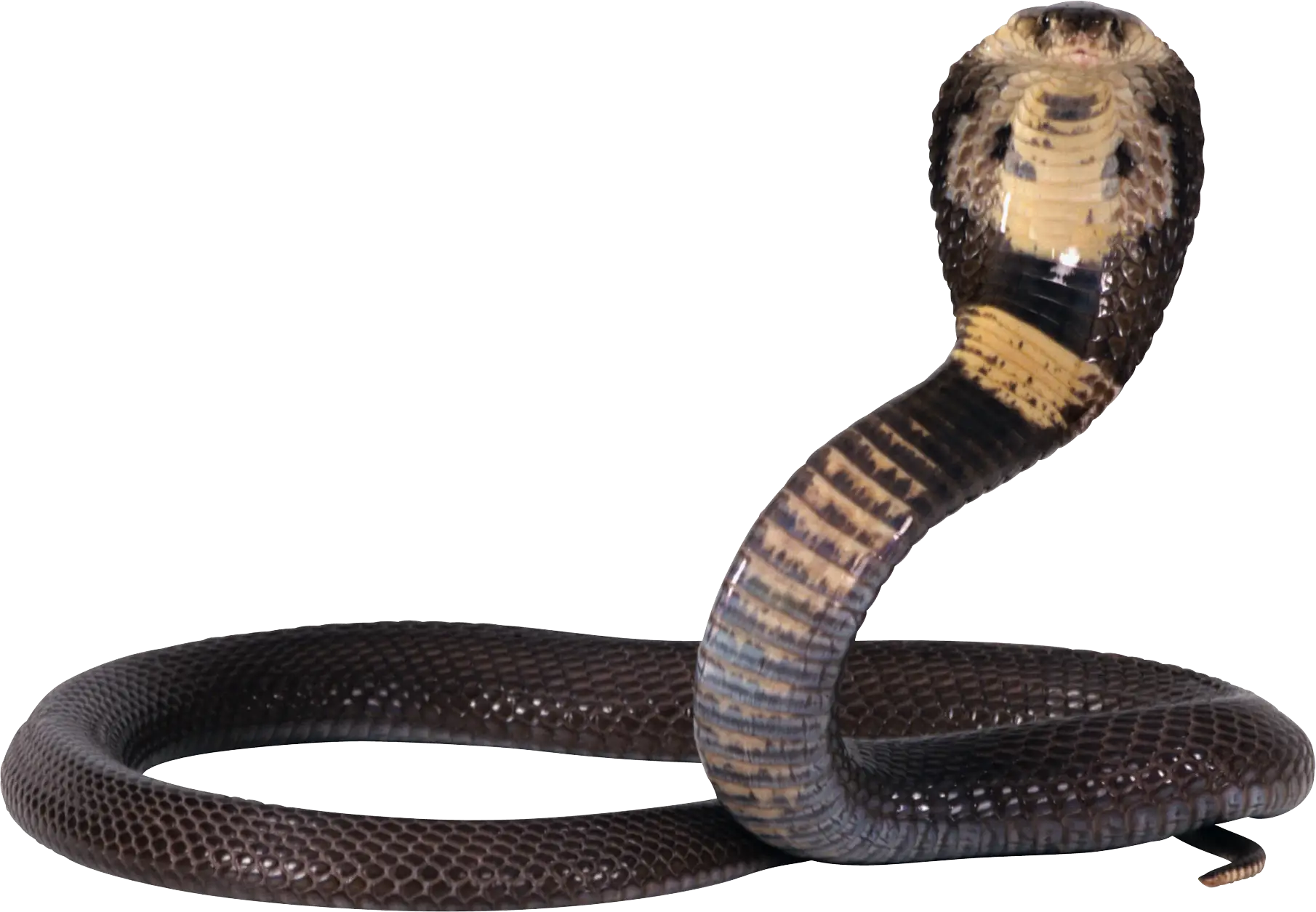 Cobra Snake in Defensive Pose