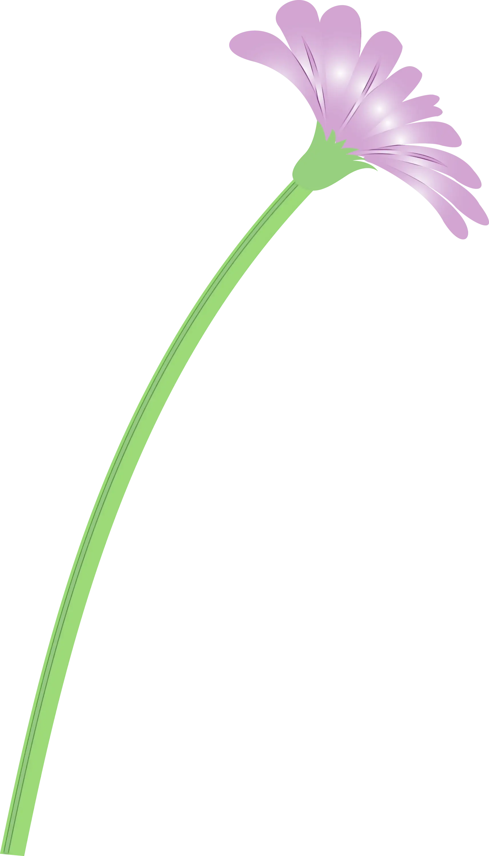 Purple Flower with Long Green Stem