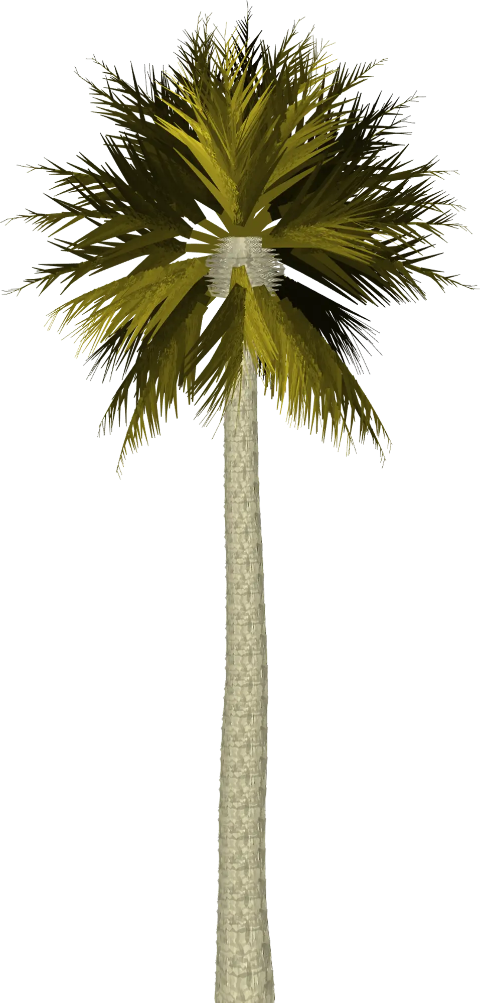 Tropical Palm Tree Illustration
