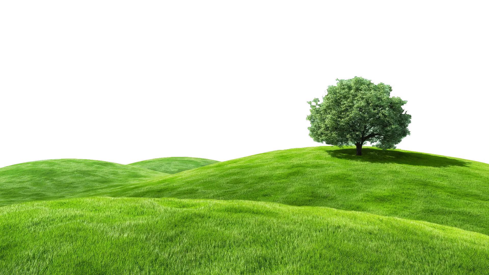 Tree on a Grassy Hill