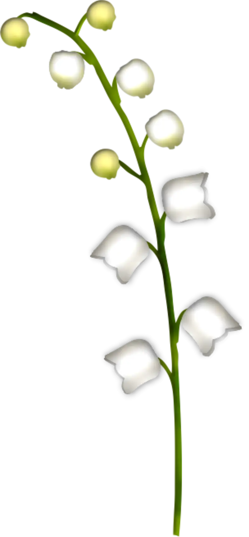 Delicate Lily of the Valley Flower