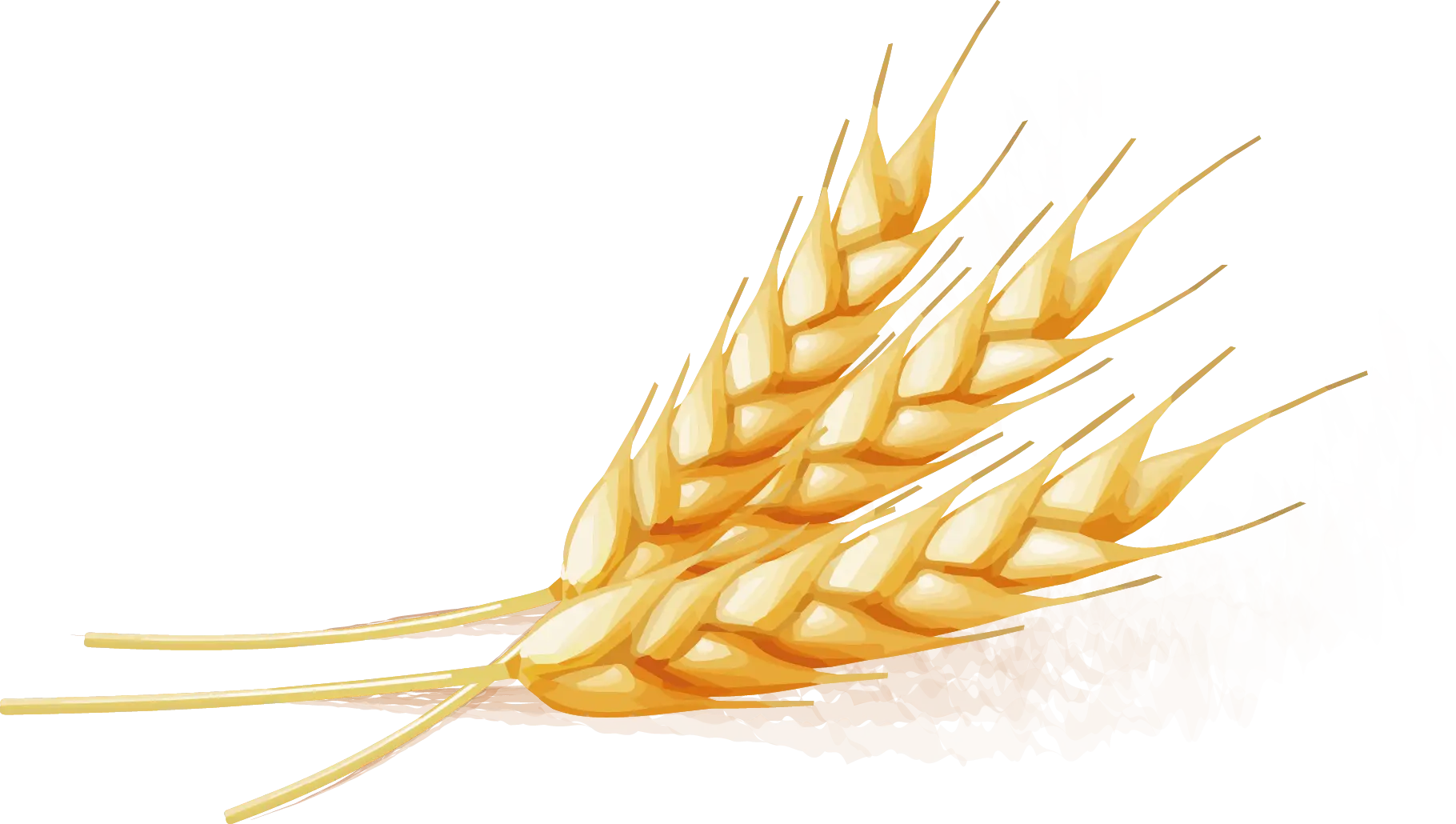 Golden Wheat Spikes for Harvest Symbolism