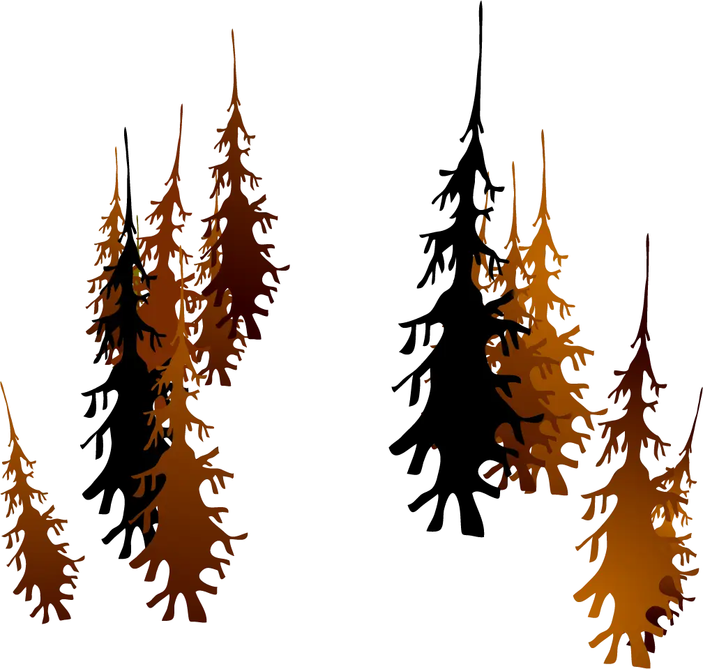 Silhouette of Pine Trees
