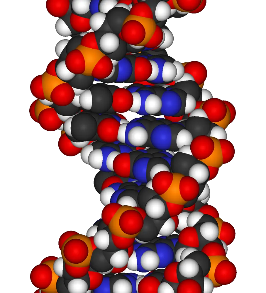 DNA Molecule Structure Representing Genetics