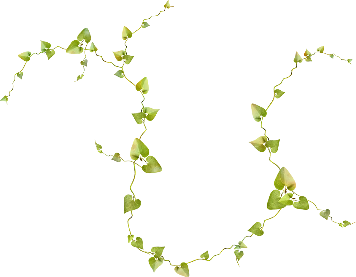 Green Ivy Plant Decor