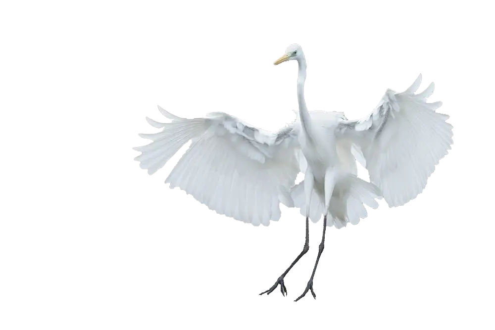 White Egret Flying Gracefully