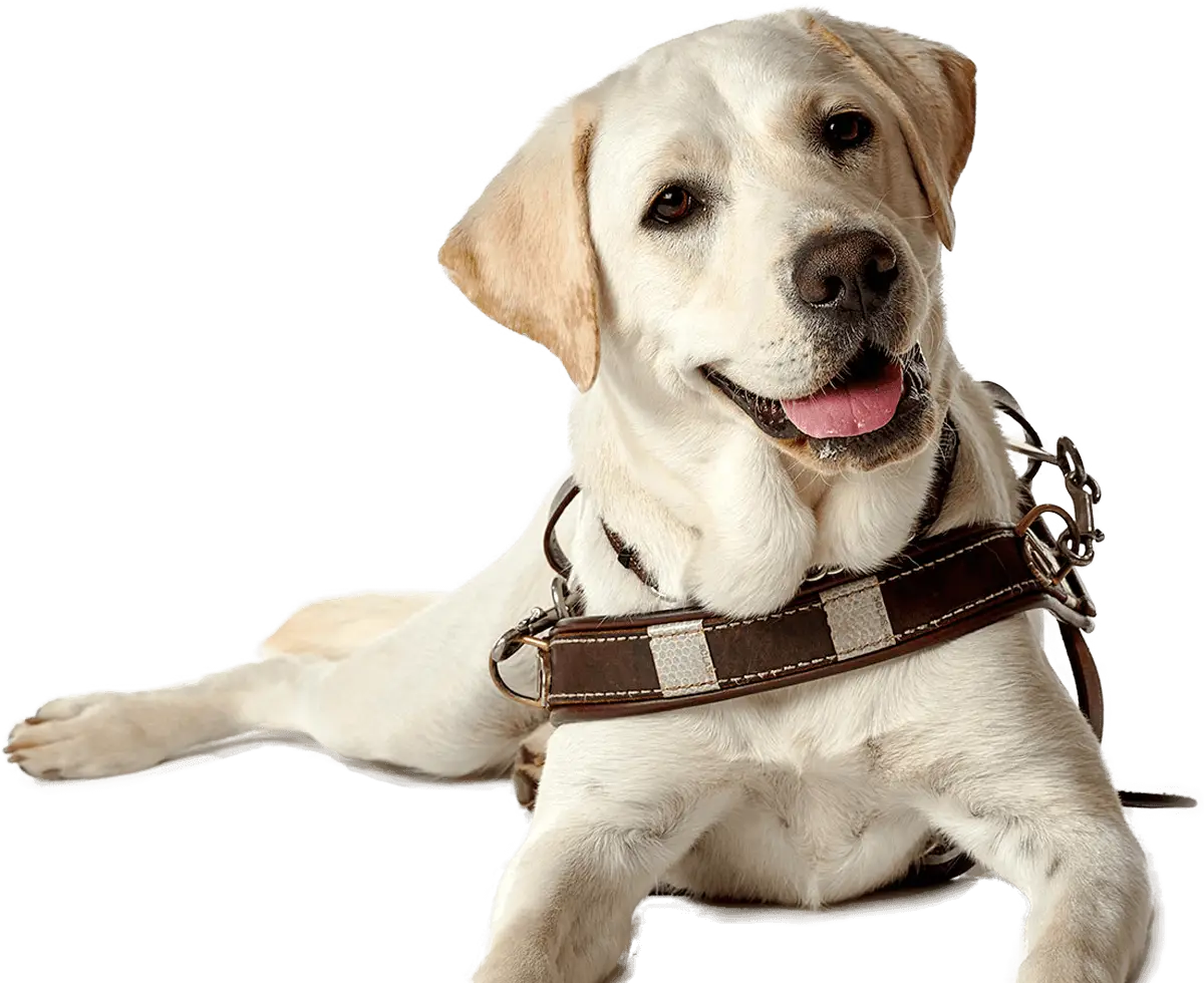 Friendly Guide Dog