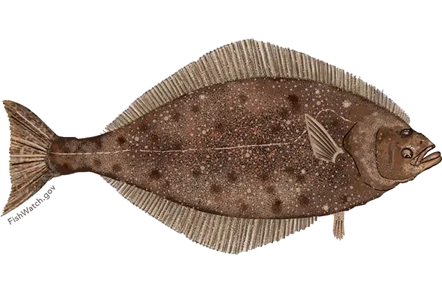 Halibut Fish Illustration