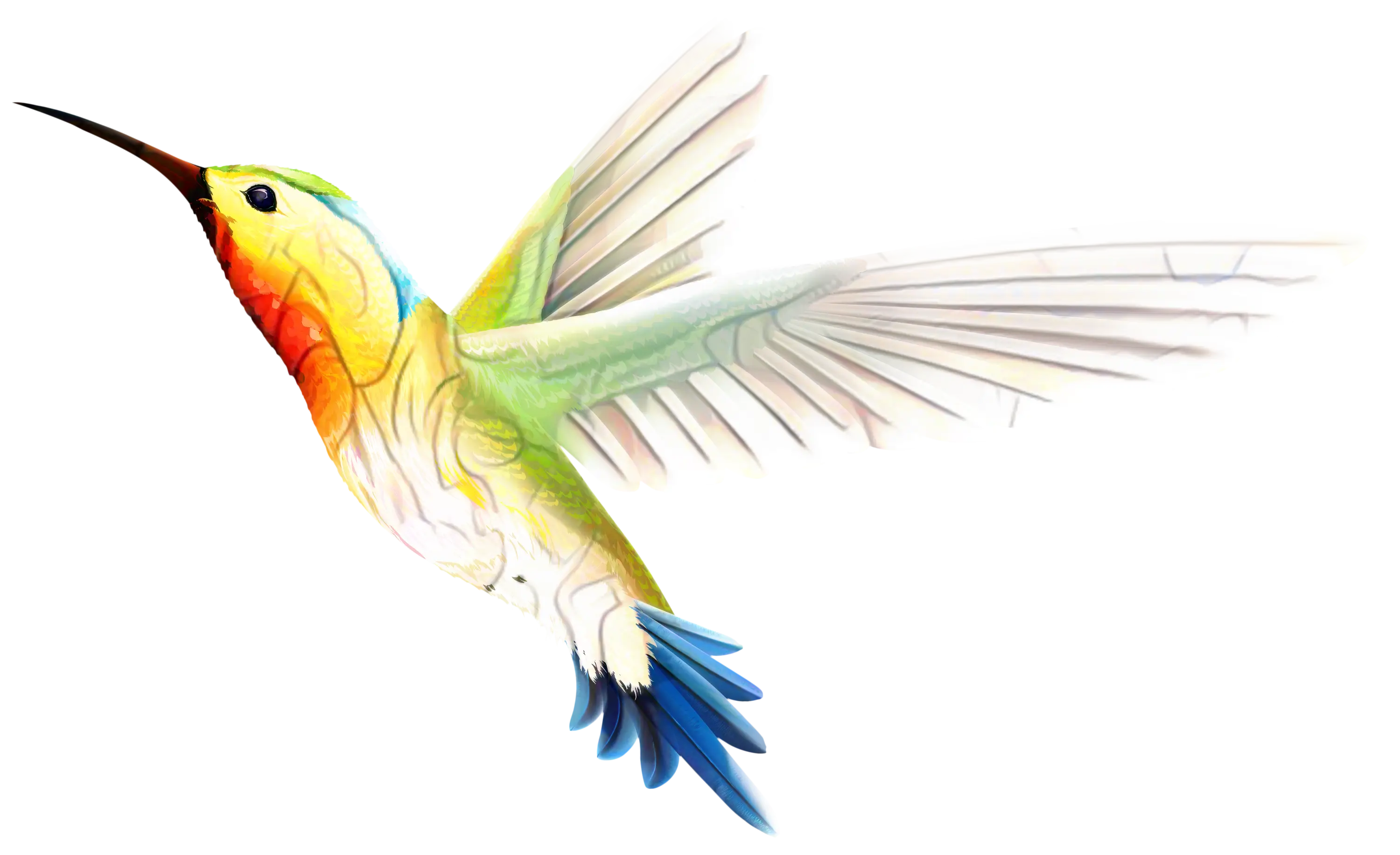 Graceful Hummingbird in Flight Graphic