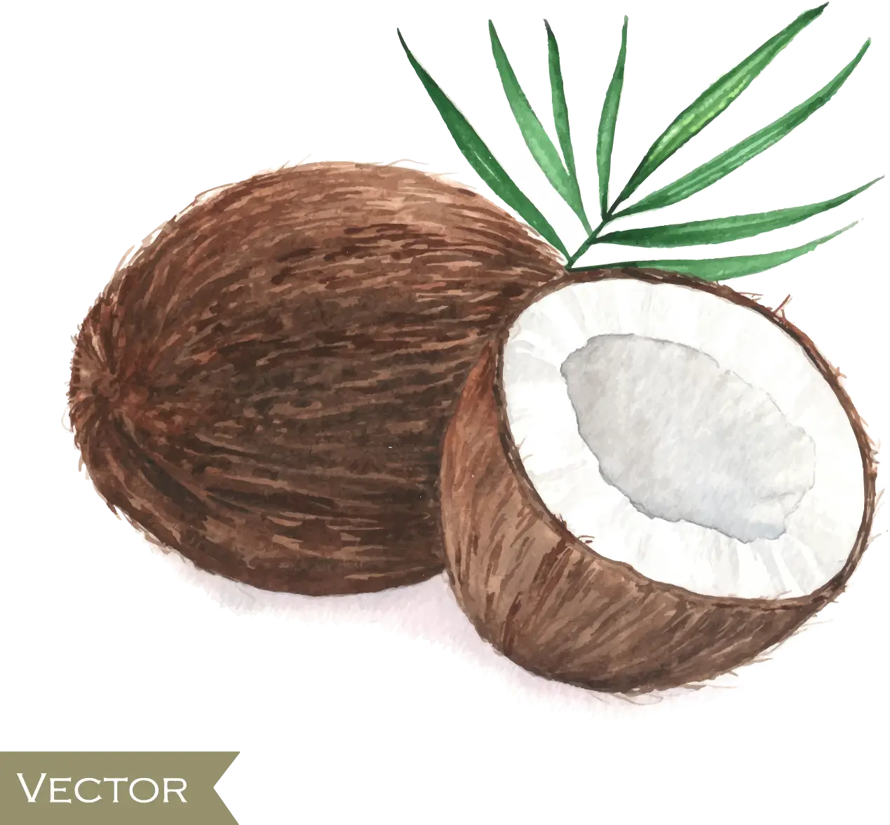 Brown Tropical Coconut