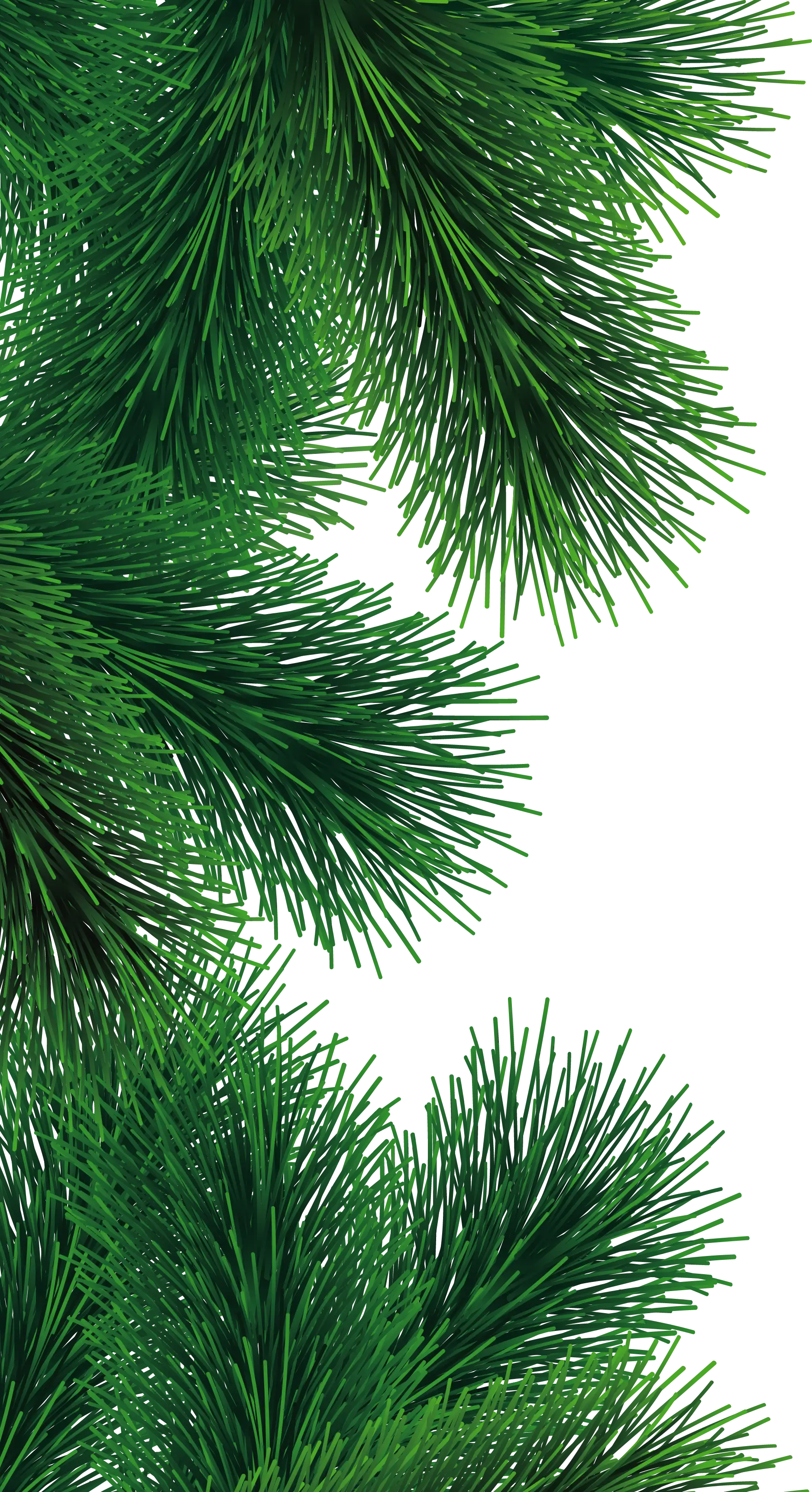 Pine Tree Branches with Green Foliage