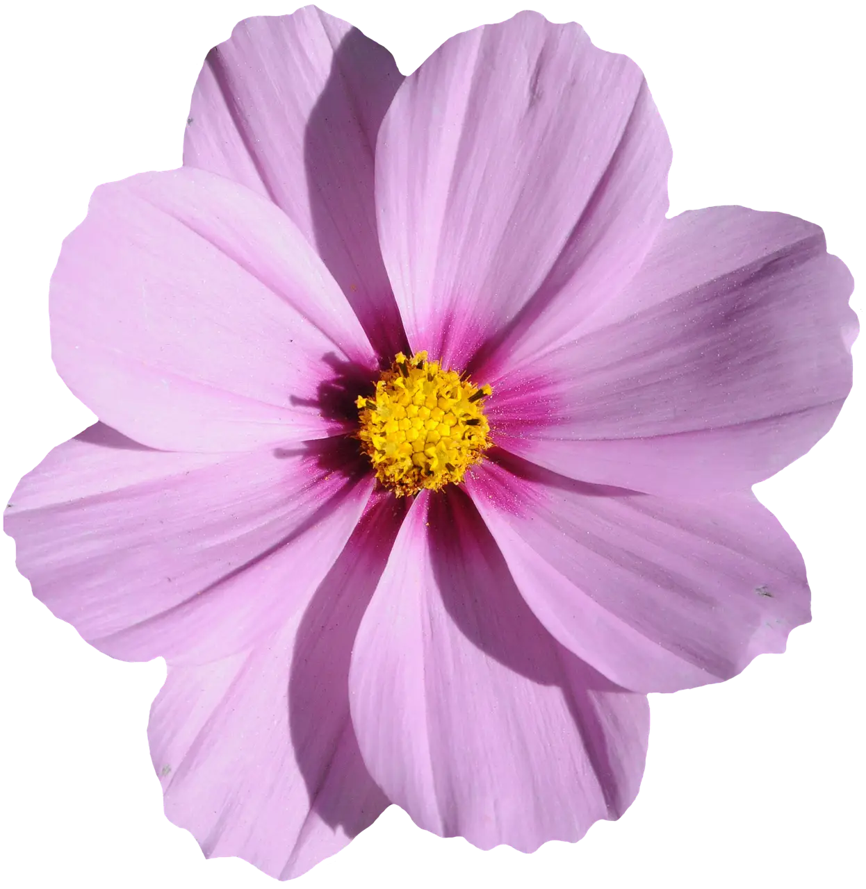 Bright Pink Cosmos Flower