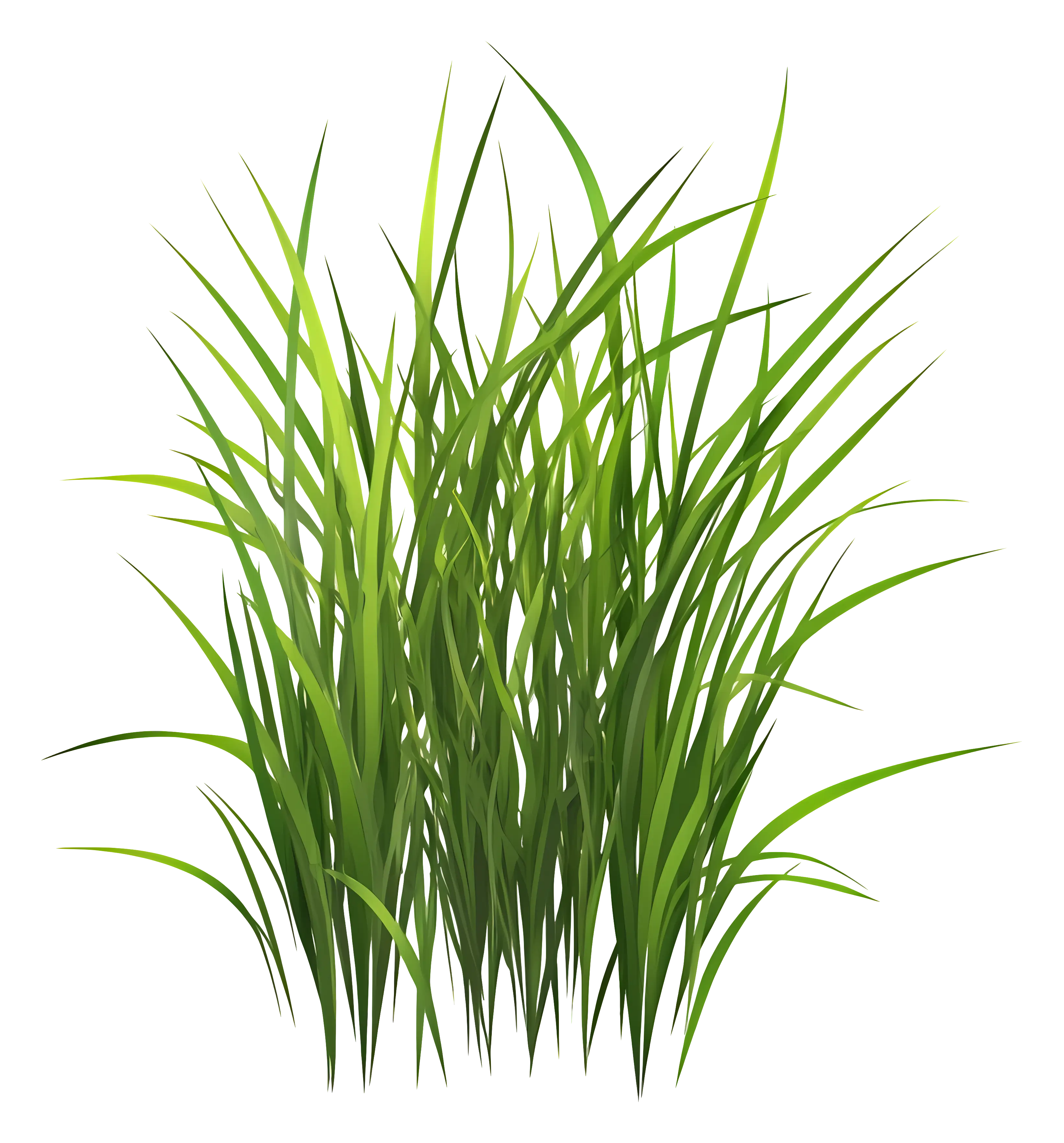 Green Grass Illustration