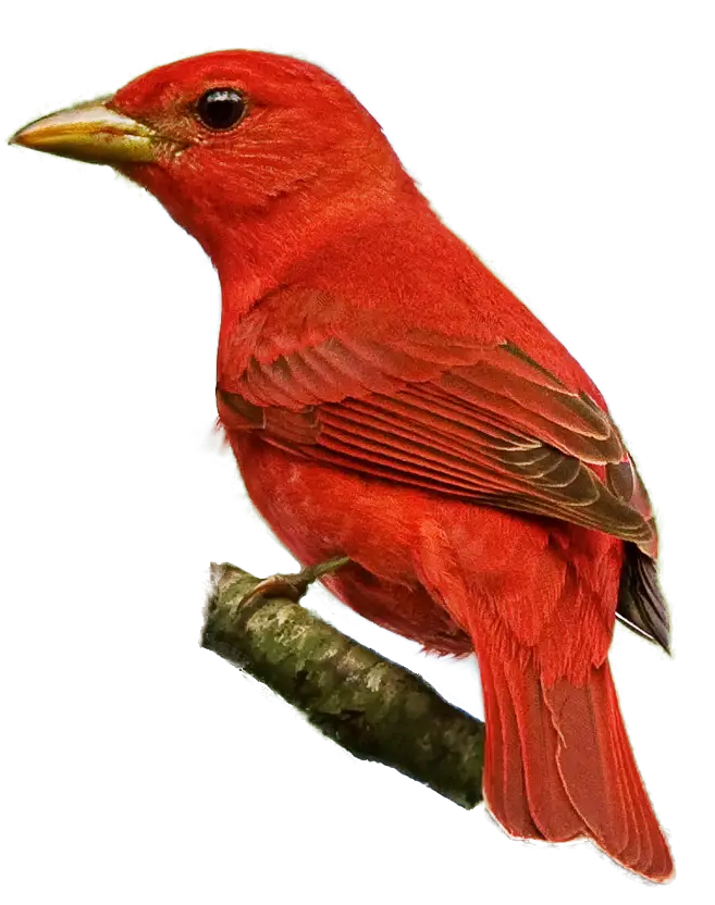 Bright Red Bird on Branch