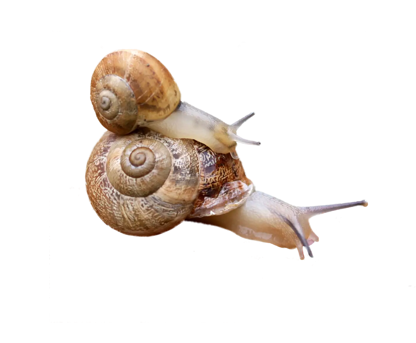 Snails with Striped Shells in Close-Up View