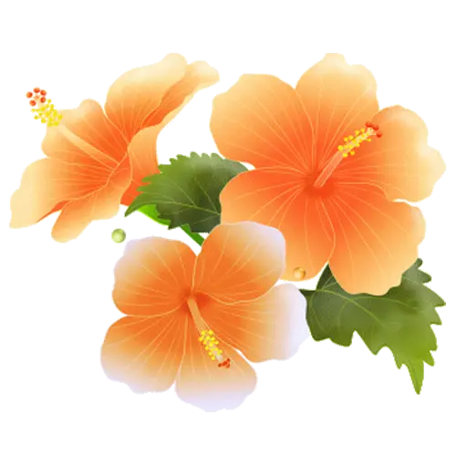 Beautiful Orange Hibiscus Flowers with Green Leaves