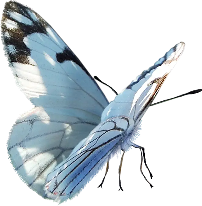 Blue Butterfly with Open Wings in Nature